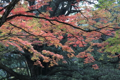 佛通寺(6) 171102-7