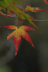 佛通寺 (3) 251106-028