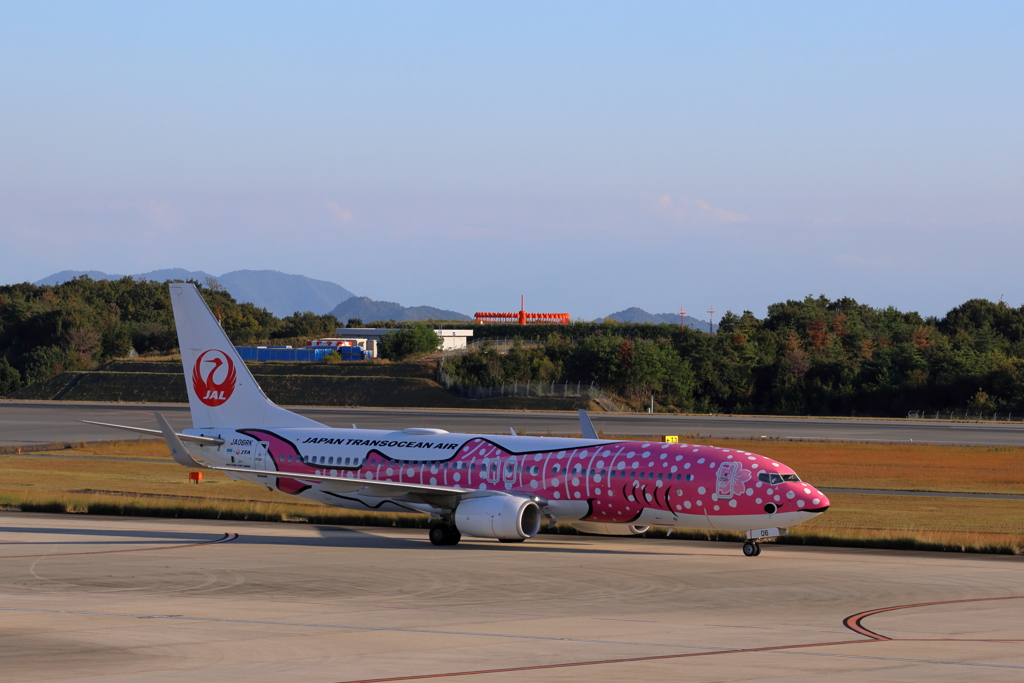 ジンベイザメ 241013-732