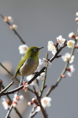 待ち鳥、来る！(1) 180227-481