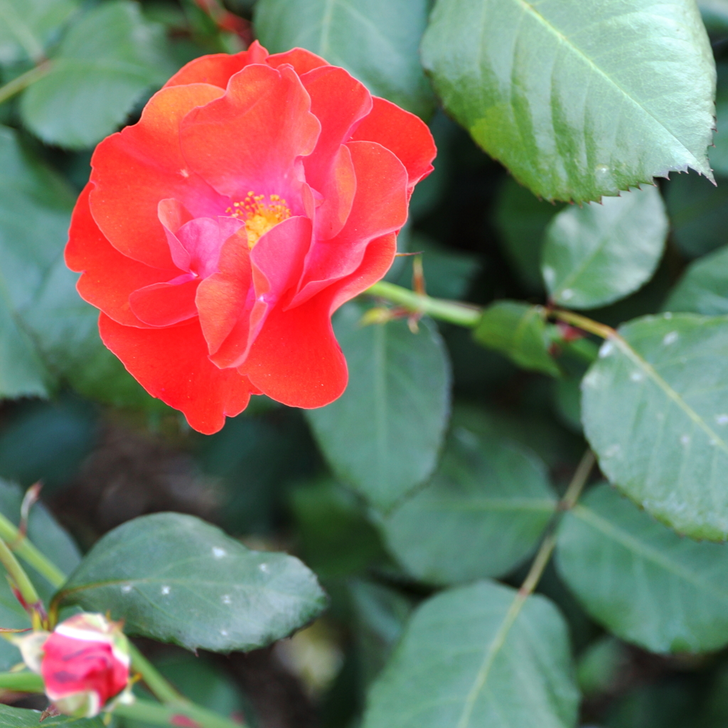 薔薇（９）15.05.13