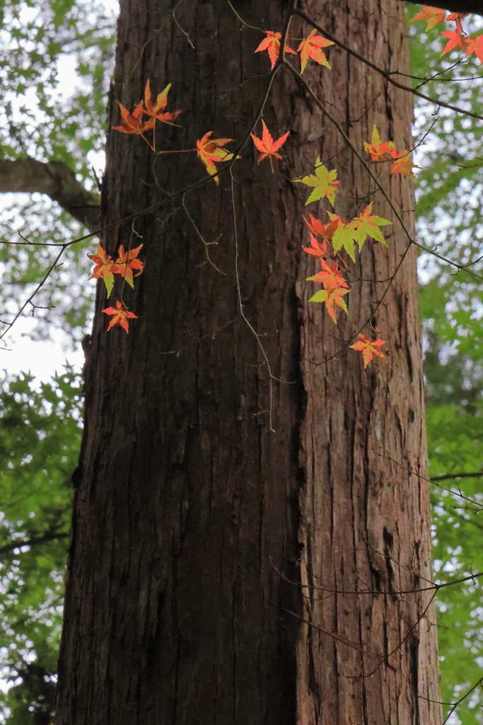 佛通寺 (3) 230912-898