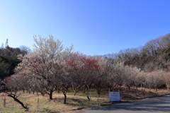 西野梅林 (2) 260219-143