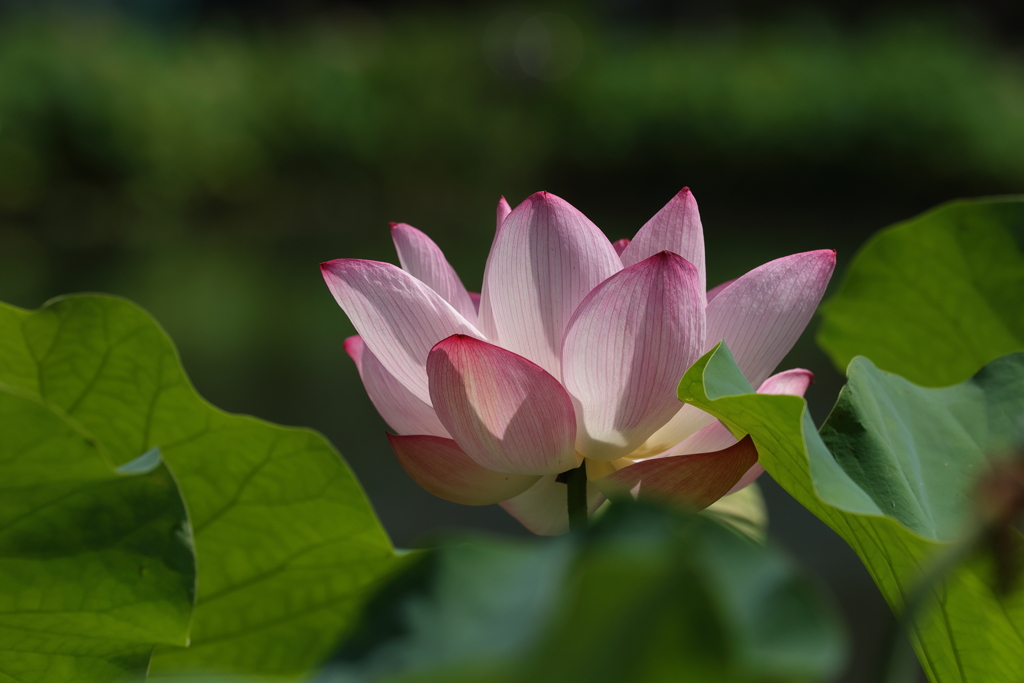 府中公園の蓮 (5) 230726-684