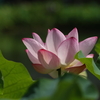 府中公園の蓮 (5) 230726-684