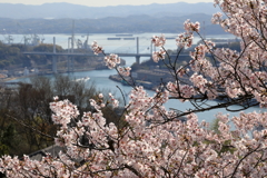 【花めぐり】千光寺(5) 190409-029