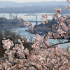【花めぐり】千光寺(5) 190409-029