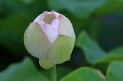 蓮 (2) 15.06.30 蓮 (2) 15.06.30