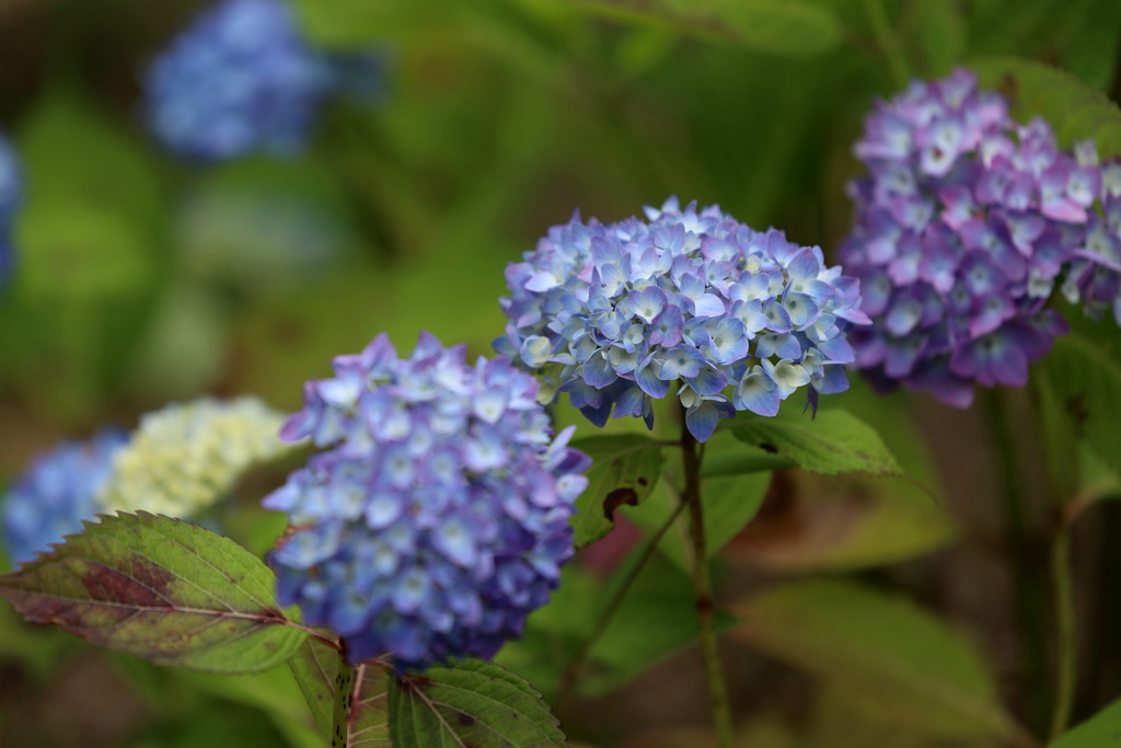 紫陽花(4) 230605-415