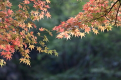 佛通寺(7) 171102-8