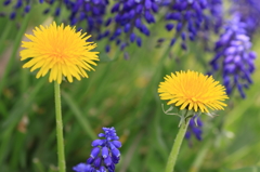 世羅高原２０１４ﾁｭｰﾘｯﾌﾟ② 042(rev)