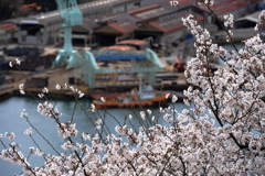 千光寺 (1) 250403-889