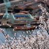 千光寺 (1) 250403-889