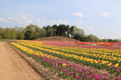 世羅高原２０１４ﾁｭｰﾘｯﾌﾟ 009(rev)