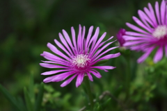 庭の花  170611-1
