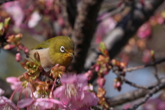 メジロちゃん(2) 230303-3011 