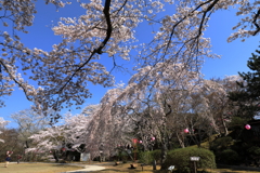 尾関山公園 (1)　200404-963