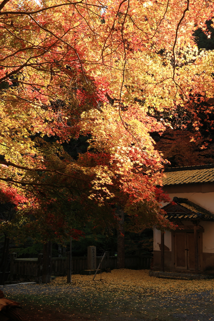 今高野 (4) 231108-241