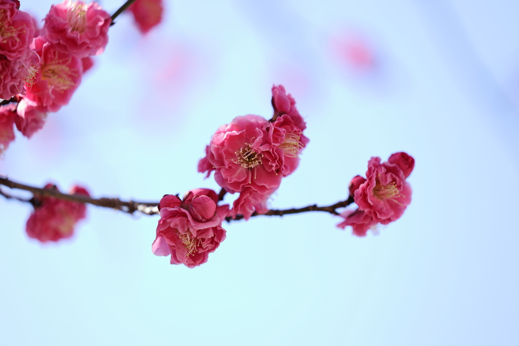 春近し (2) 250225-611