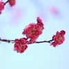 春近し (2) 250225-611