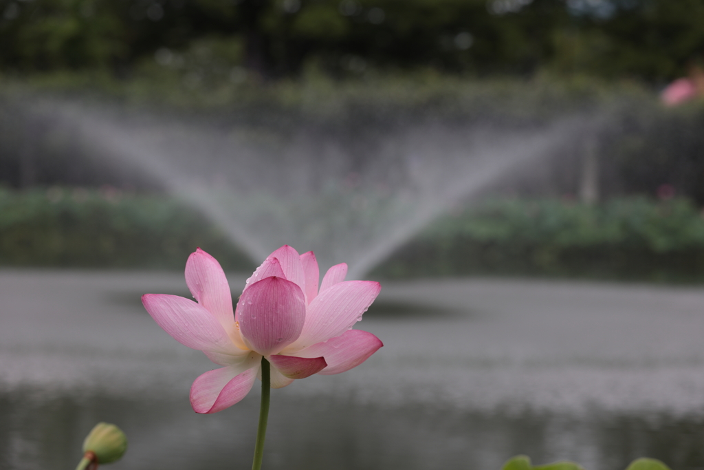 府中公園のハス (1) 220714-547