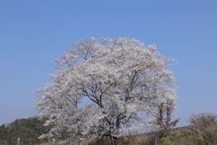 一本桜(1) 230322-099