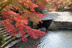 紅葉 in 三郎の滝(2)  181108-062