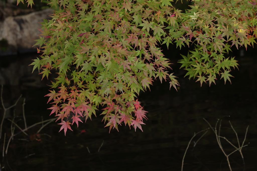 三景園 (4) 251110-061