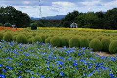 花夢の里 (4) 250902-711