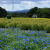 花夢の里 (4) 250902-711