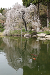 三景園 (4) 250401-824