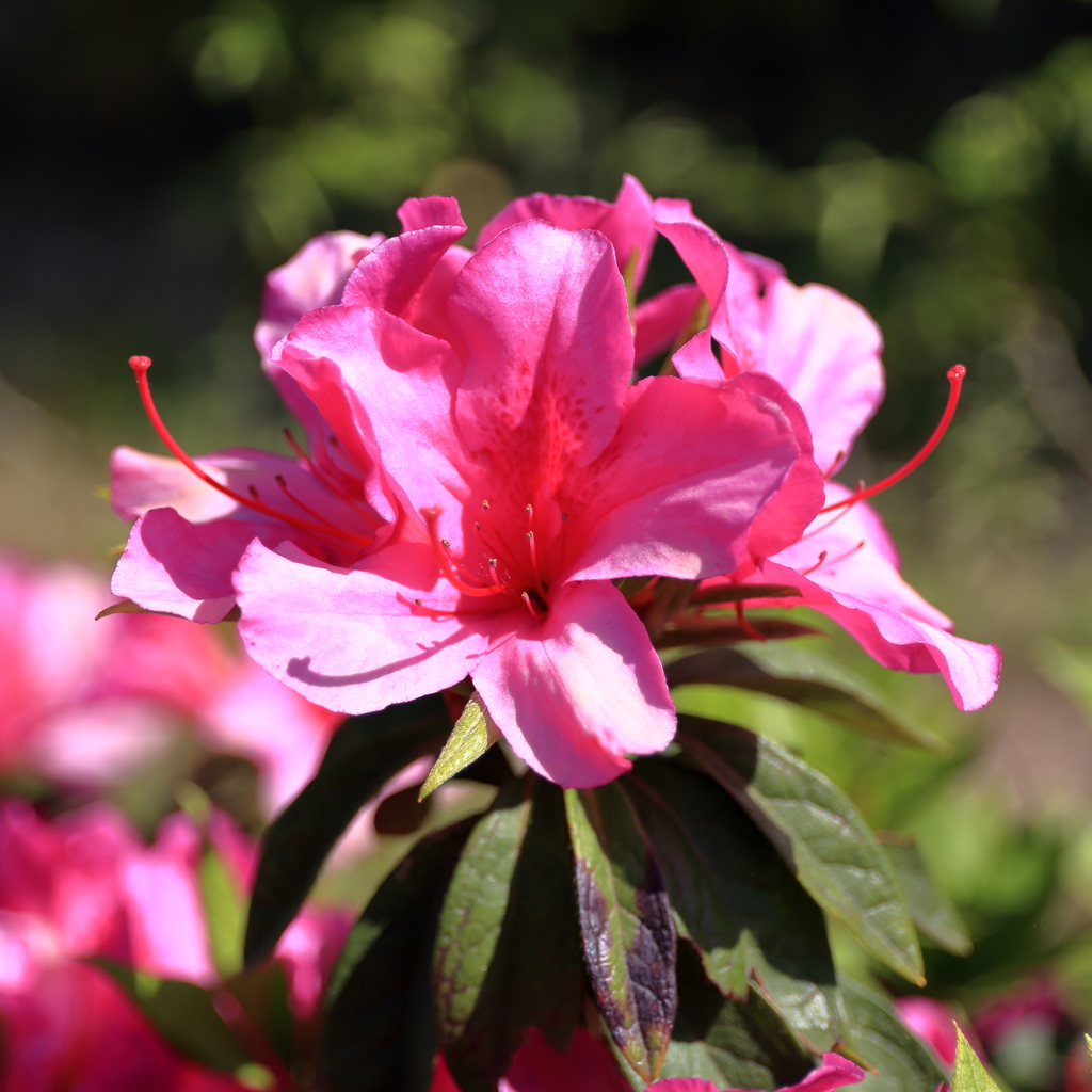 さつき(2) 15.05.05