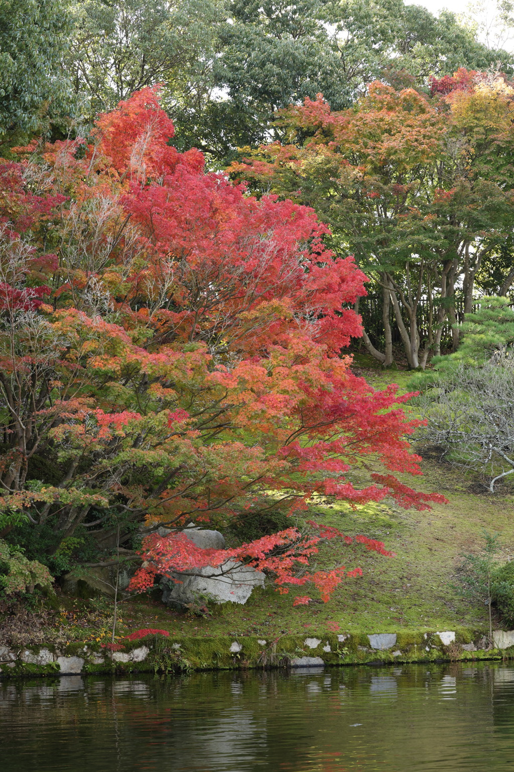 三景園 (5) 241112-062