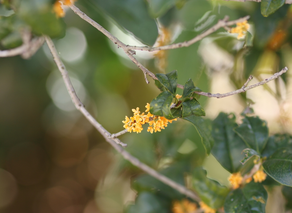 キンモクセイ 01