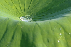 水玉　(2) 15.07.02