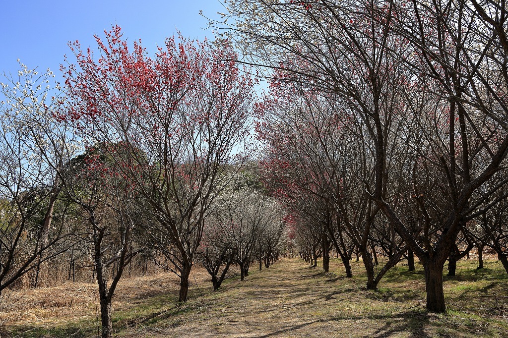 西野梅林 (5) 250314-718