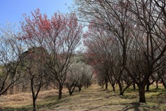 西野梅林 (5) 250314-718