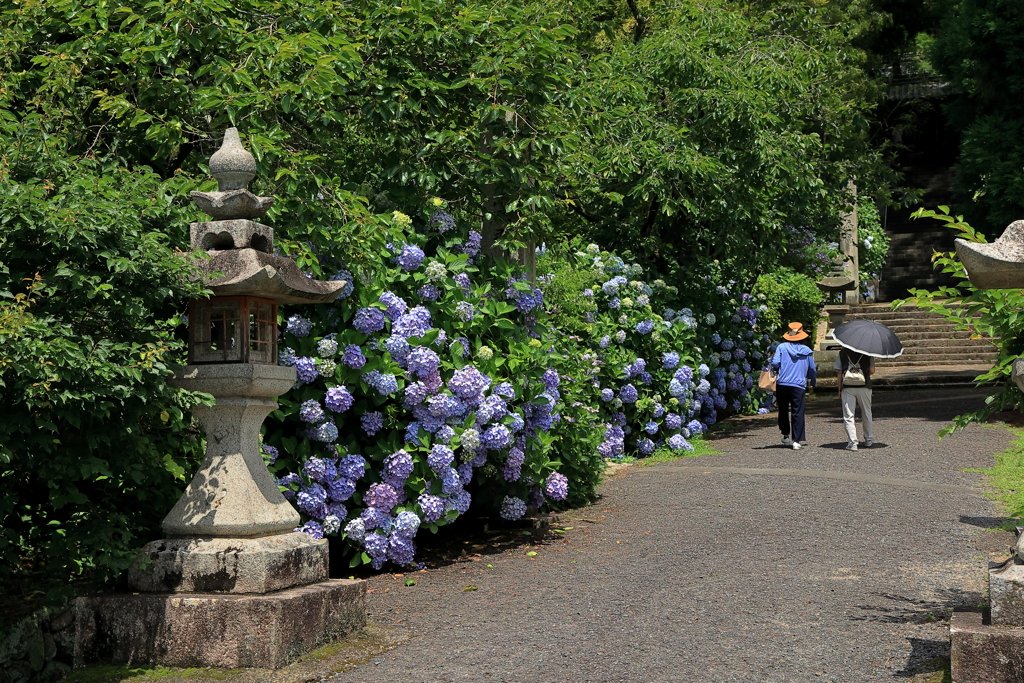 あじさい寺 (1) 220622-403