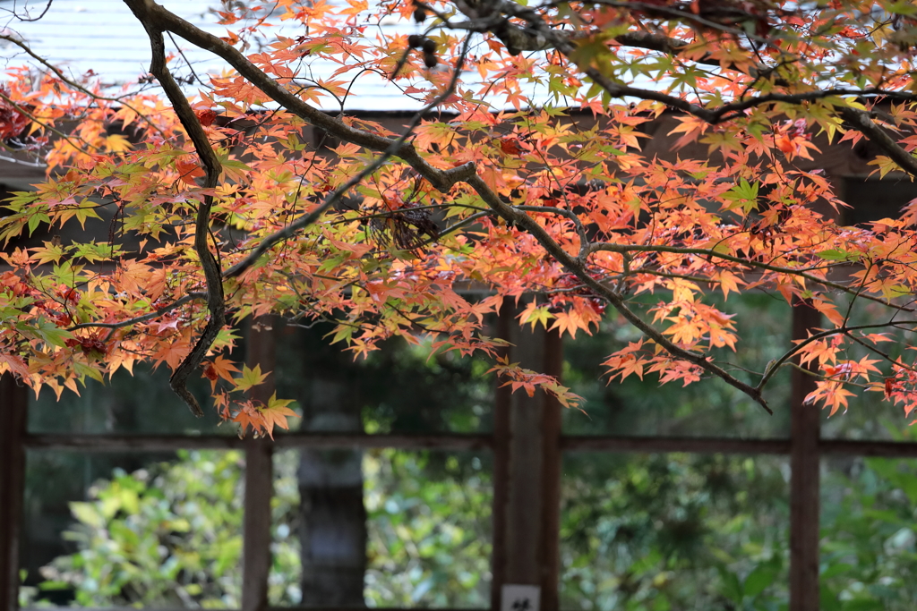今高野の紅葉(4) 171105-