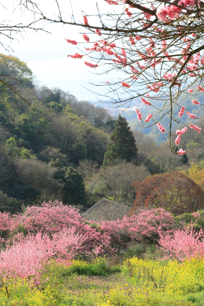 桃源郷 (2) 230404-164 