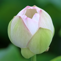 蓮 (3) 15.06.30 蓮 (3) 15.06.30