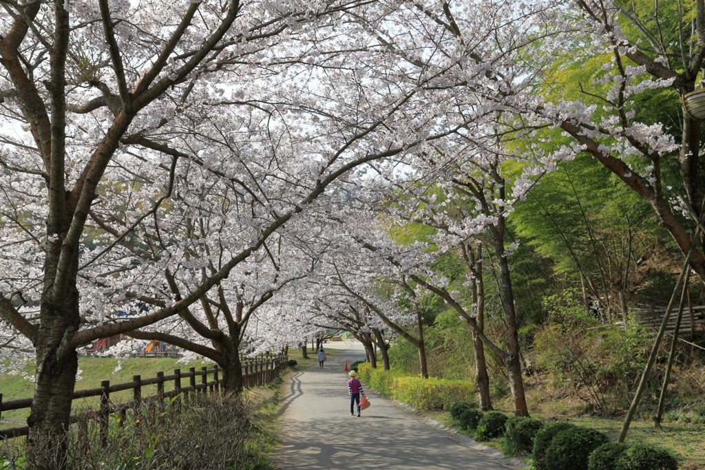 竹原も満開(3) 190407-946