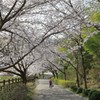 竹原も満開(3) 190407-946