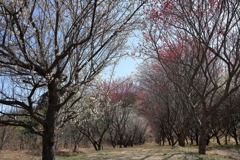 西野梅林 (3) 250314-714