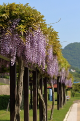 遊歩道 16.05.02