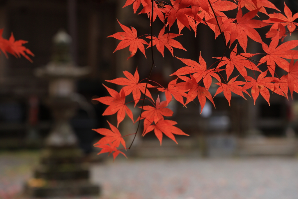 今高野山龍華寺 (13) 251121-247