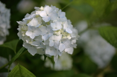 紫陽花 in 棲真寺 (1) 16.06.27