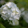 紫陽花 in 棲真寺 (1) 16.06.27