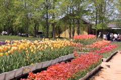 世羅高原農場Ⅱ(14) 016