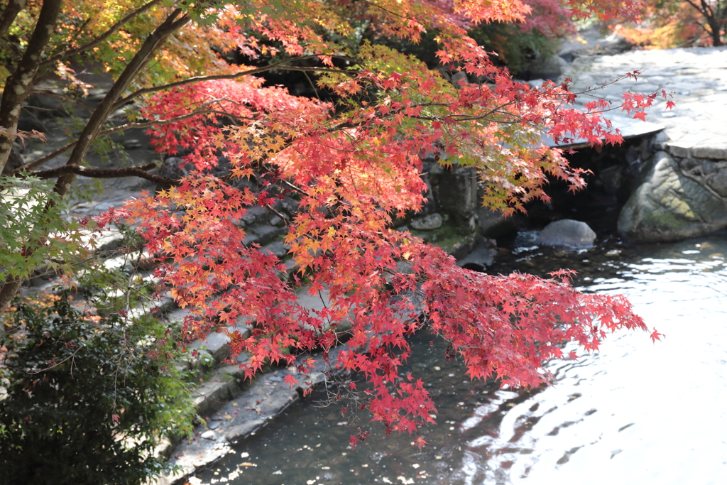 紅葉 in 三郎の滝(3)  181108-074